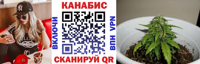 Бошки Шишки гибрид  Теберда 